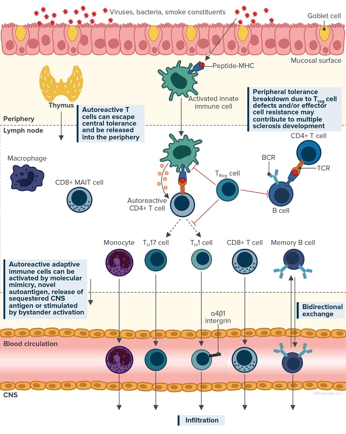 Bringing the Immune System to Life in Multiple Sclerosis: What Does ...