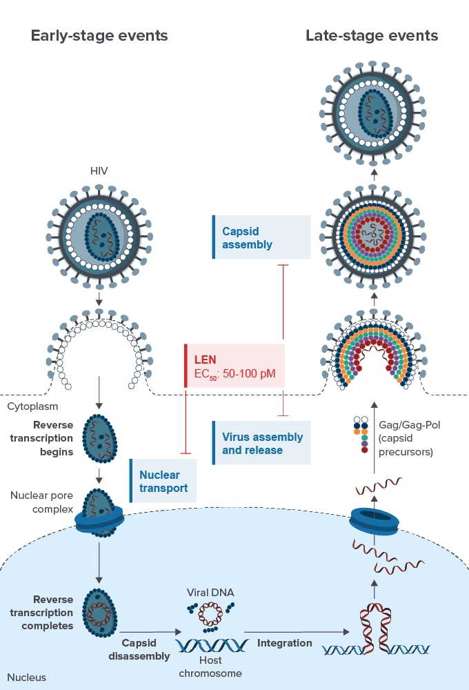 Emerging Therapeutic Targets for HIV: Focus on Capsid Inhibition