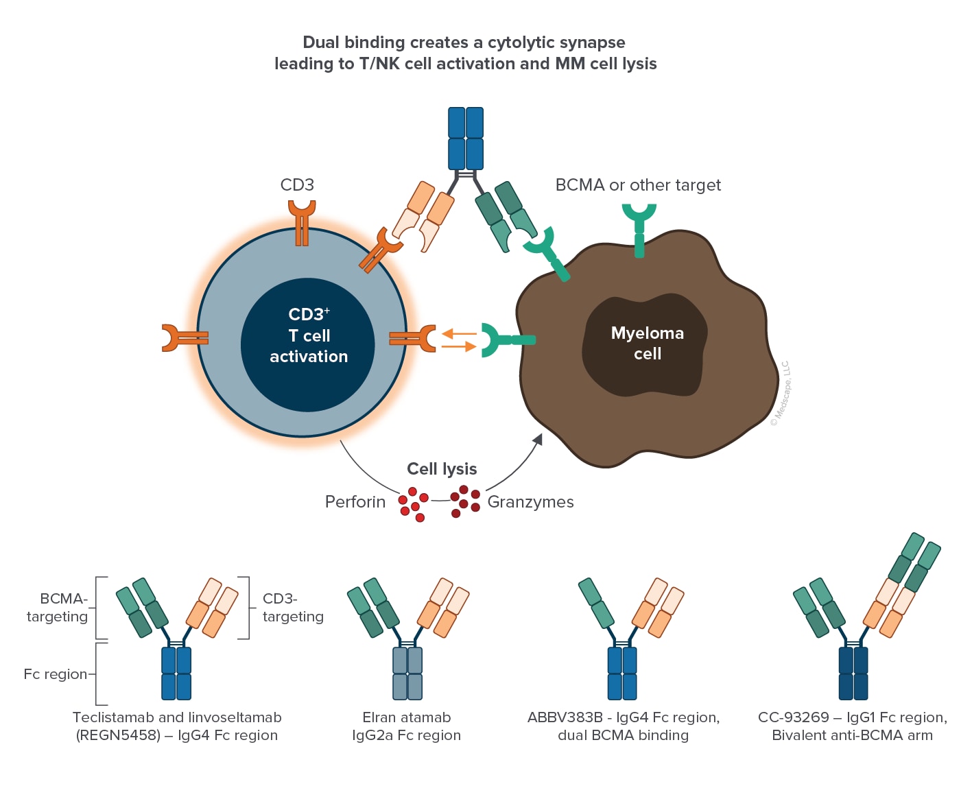 Clinical Update On B-Cell Maturation Antigen-Directed Therapies For ...