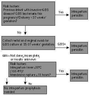 A Revised Strategy For The Prevention Of Group B Streptococcal ...