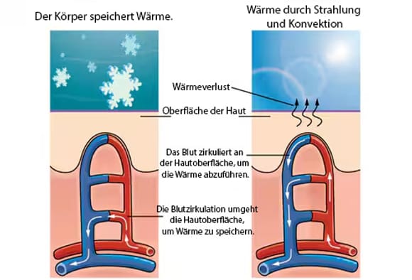 künstlicher eukalyptus im topf Kunstpflanze Eukalyptusbaum – 150 cm main image 1