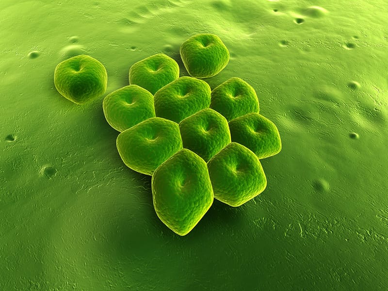 Acinetobacter baumannii in Kiel: Ein Keim zeigt, was Multiresistenz ...