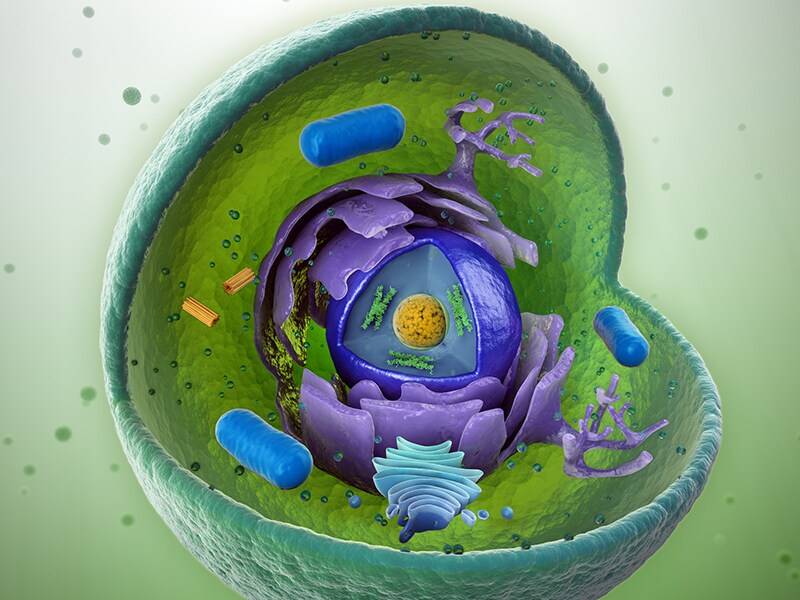 Lysosomale Speicherkrankheit LALMangel Enzymtherapie hilft