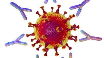 Immunität gegen SARS-CoV-2: Welche Rolle spielen Antikörper?