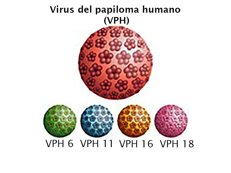 virus del papiloma nombres)