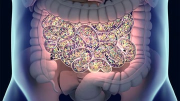 https://img.medscapestatic.com/es/thumbnail_library/gty_230711_gut_bacteria_800x450.jpg?interpolation=lanczos-none&resize=360:*