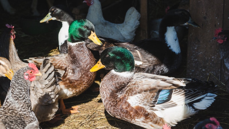 Grippe aviaire : une propagation mondiale sans précédent