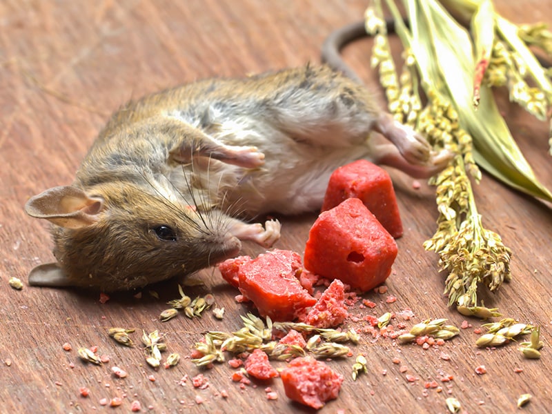Cannabis de synthèse contenant de la mort aux rats : des centaines  d'hospitalisations aux US