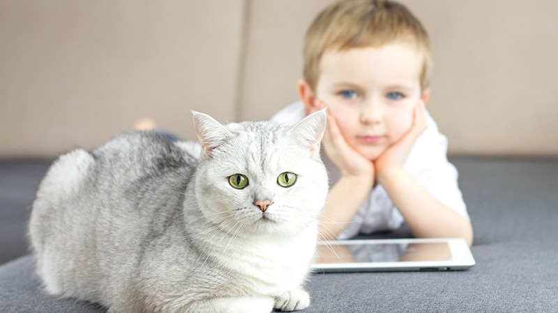 Allergie Au Chat Un Nouveau Traitement Prometteur