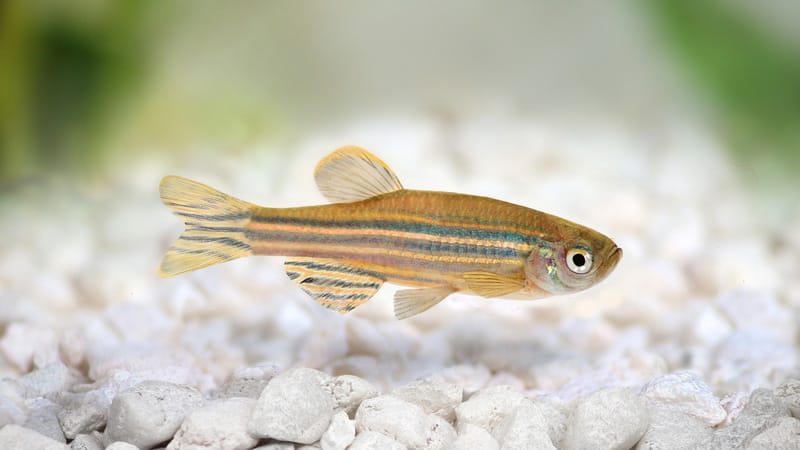 Révélations sur le « mini-cerveau » du cœur grâce au poisson zèbre