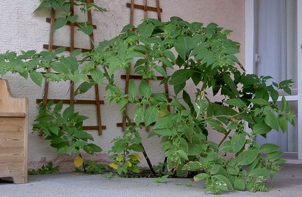 En images : les 10 plantes d'extrieur les plus toxiques - Page 2