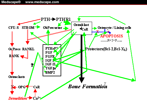 Parathyroid Hormones: Bone-Forming Agents for Treatment of Osteoporosis ...