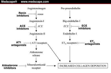 Hepatic Stellate Cells as a Target for the Treatment - Page 3