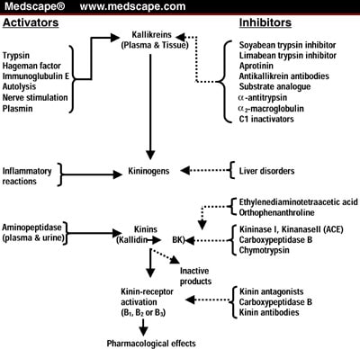 Cardiovascular Properties of the Kallikrein-Kinin System