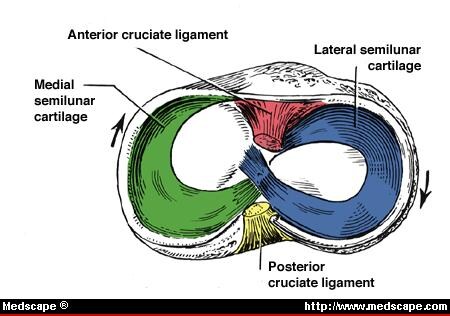 Total Knee Contact Pressures: The Effect of Congruity and Alignment ...