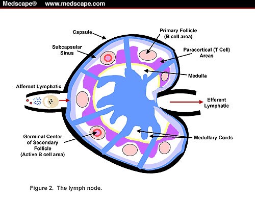 Immunologic Aspects Of Organ Transplantation - Page 4