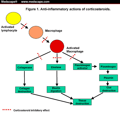 corticosteroids mechanism of action