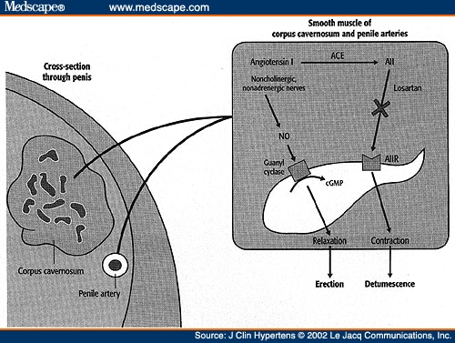 Sexual Dysfunction in Patients with Hypertension Page 7