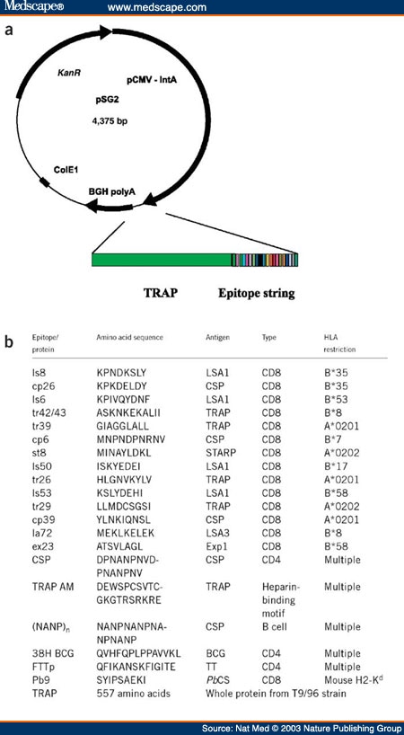 Enhanced T-Cell Immunogenicity Of Plasmid DNA Vaccines - Page 2