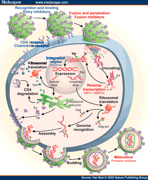 Twenty Years of Therapy for HIV-1 Infection