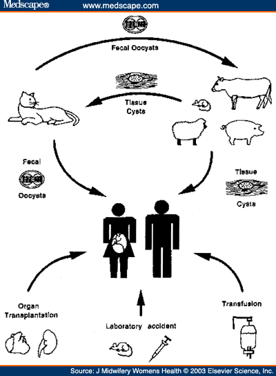 Maternal Serologic Screening for Toxoplasmosis - Page 2