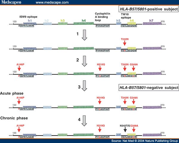 HIV Evolution: CTL Escape Mutation and Reversion After