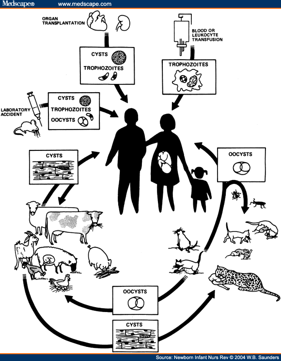 Update on TORCH Infections in the Newborn Infant - Page 2