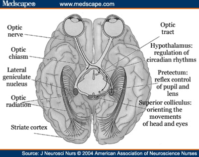 Neuronal Pathway Finding: Neurons & Initial Neural Networks - Page 4