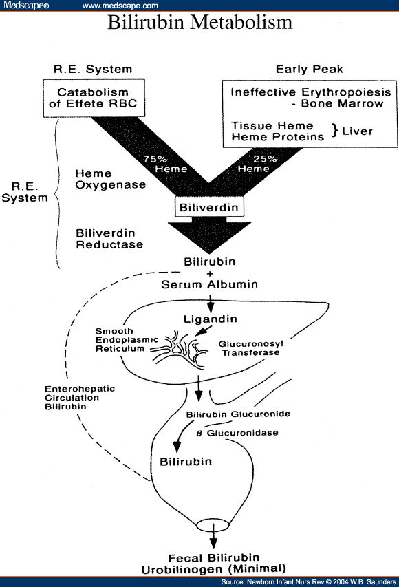 Hyperbilirubinemia in Term and NearTerm Infants
