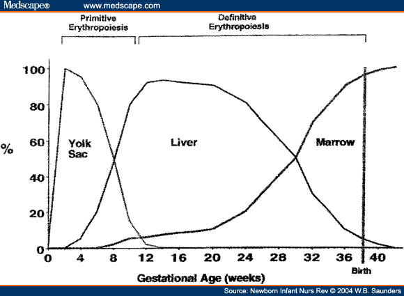 Red Blood Cell Indices: Implications for Practice - Page 2