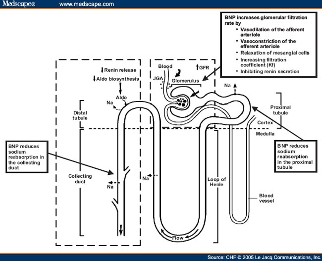 A Review of the Renal and Neurohormonal Effects of B-Type - Page 6