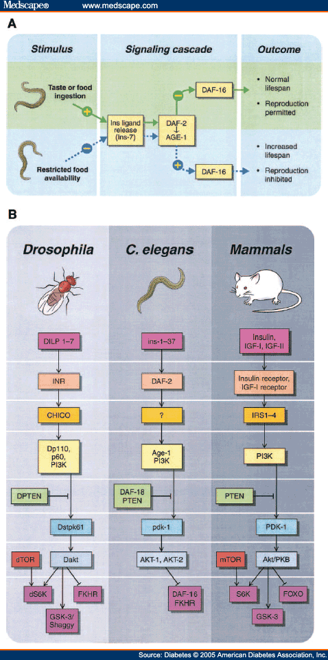 Insulin Signaling in the Central Nervous System - Page 11