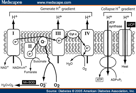 The Pathobiology of Diabetic Complications: A Unifying Mechanism - Page 3