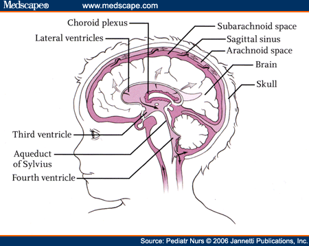 Care and Management of the Child with Shunted Hydrocephalus