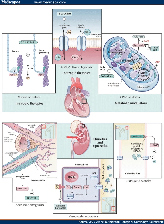 Emerging Therapies for the Management of Decompensated Heart Failure.