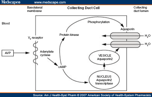 Diagnosis And Management Of Sodium Disorders Hyponatremia