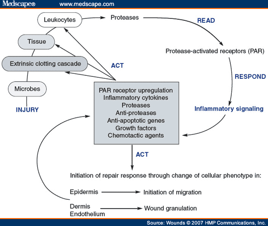 The Biological Mechanisms Behind Injury and Inflammation: