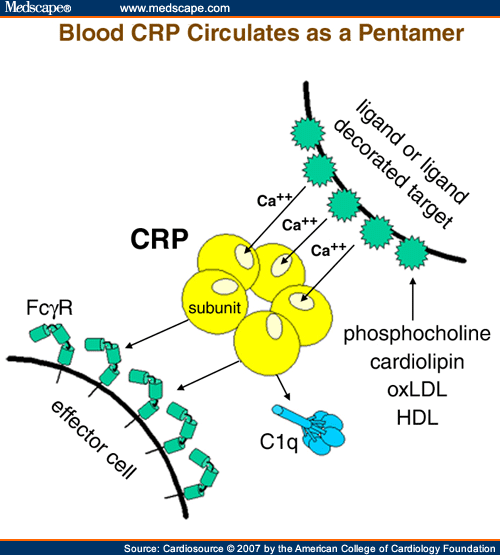 CRP Gene Polymorphisms, CRP Blood Levels, And Cardiovascular Disease Risk