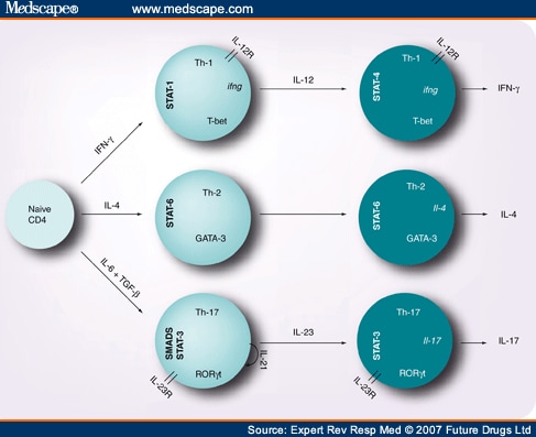 Th-17 Cells in the Lungs? - Page 3