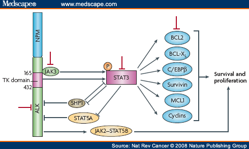 The Anaplastic Lymphoma Kinase in the Pathogenesis of Cancer