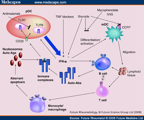 Role of Dendritic Cells in the Pathogenesis of SLE - Page 11