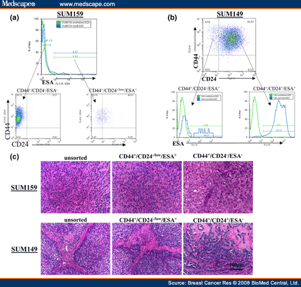 Human Breast Cancer Cell Lines Contain Stem-like Cells