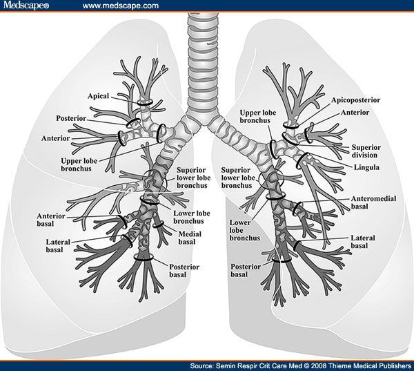 Бронхи на схеме