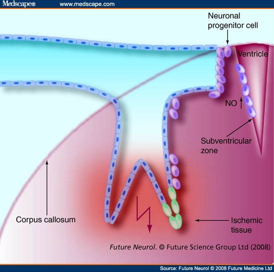 eNOS And Stroke: Prevention, Treatment And Recovery - Page 9