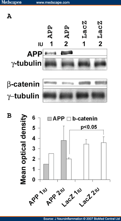 Amyloid Precursor Protein Modulates Beta-Catenin Degradation - Page 3