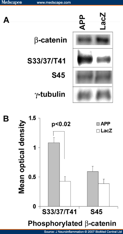 Amyloid Precursor Protein Modulates Beta-Catenin Degradation - Page 3