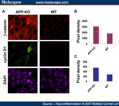 Amyloid Precursor Protein Modulates Beta-Catenin Degradation - Page 3