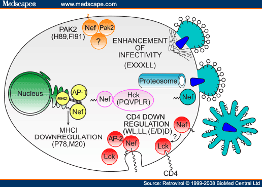 HIV - 1 Nef: At the Crossroads - Page 2