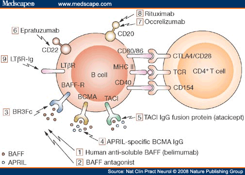 B Cells As Therapeutic Targets In Autoimmune Neurological Disorders ...