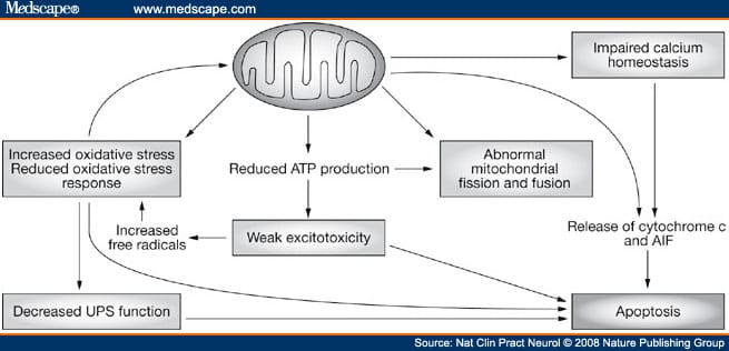 Mitochondrial Biology and Oxidative Stress In P.D. Pathogenesis
